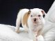 English Bulldog Puppies for sale in Austin, TX 73301, USA. price: NA
