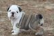 English Bulldog Puppies for sale in Muncie, IN 47306, USA. price: NA