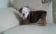 English Bulldog Puppies for sale in Greenville, SC, USA. price: NA