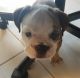 English Bulldog Puppies for sale in TX-180, Fort Worth, TX, USA. price: NA