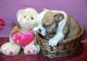 English Bulldog Puppies for sale in Spartanburg School District 03, SC, USA. price: NA
