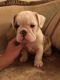 English Bulldog Puppies for sale in New Mexico St, Jackson, NJ 08527, USA. price: NA