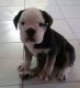 English Bulldog Puppies for sale in New Mexico St, Jackson, NJ 08527, USA. price: NA