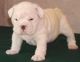 English Bulldog Puppies for sale in USAA Blvd, San Antonio, TX, USA. price: NA