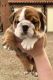 English Bulldog Puppies for sale in Sammamish, WA, USA. price: NA