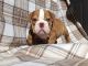 English Bulldog Puppies for sale in Pottsboro, TX 75076, USA. price: NA
