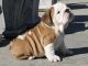 English Bulldog Puppies for sale in Albany St, New York, NY, USA. price: NA