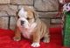 English Bulldog Puppies for sale in St. Louis, MO, USA. price: $462