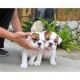 English Bulldog Puppies for sale in Asheville, NC, USA. price: NA