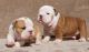 English Bulldog Puppies for sale in Maryland Ave, Rockville, MD 20850, USA. price: NA