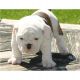 English Bulldog Puppies for sale in Spartanburg School District 03, SC, USA. price: NA