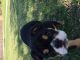 English Bulldog Puppies for sale in Altus, OK, USA. price: NA