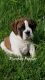 English Bulldog Puppies for sale in Belpre, OH 45714, USA. price: NA