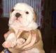 English Bulldog Puppies for sale in Massachusetts Ave, Cambridge, MA, USA. price: NA