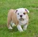 English Bulldog Puppies for sale in TX-121, Blue Ridge, TX 75424, USA. price: NA
