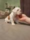 English Bulldog Puppies for sale in Park Manor Blvd, Pittsburgh, PA, USA. price: NA