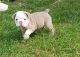English Bulldog Puppies for sale in GA-400, Dawsonville, GA 30534, USA. price: $565