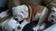 English Bulldog Puppies for sale in St. Louis, MO 63150, USA. price: NA