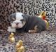 English Bulldog Puppies for sale in Beaverton, OR, USA. price: NA