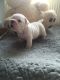 English Bulldog Puppies for sale in Lolodorf, Cameroon. price: 400 XAF