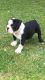 English Bulldog Puppies for sale in Marietta, GA, USA. price: NA