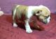 English Bulldog Puppies for sale in San Marcos, TX, USA. price: NA
