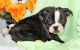 English Bulldog Puppies for sale in Austin St, Queens, NY, USA. price: NA