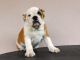 English Bulldog Puppies for sale in Lake City, FL, USA. price: NA
