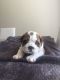 English Bulldog Puppies for sale in Branford, FL 32008, USA. price: NA