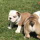 English Bulldog Puppies for sale in FL-436, Casselberry, FL, USA. price: NA