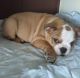 English Bulldog Puppies for sale in Chico, CA, USA. price: $350