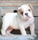 English Bulldog Puppies for sale in Cleveland, TN, USA. price: NA
