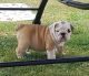 English Bulldog Puppies for sale in Alpharetta, GA, USA. price: NA