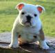 English Bulldog Puppies for sale in Portland, OR 97207, USA. price: NA