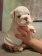 English Bulldog Puppies for sale in New York Stock Exchange, New York, NY 10005, USA. price: NA