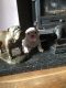 English Bulldog Puppies for sale in NJ-38, Cherry Hill, NJ 08002, USA. price: NA