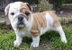 English Bulldog Puppies for sale in Branford, FL 32008, USA. price: NA