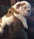 English Bulldog Puppies for sale in Klamath Falls, OR, OR, USA. price: NA