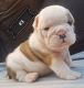 English Bulldog Puppies for sale in West Springfield, MA, USA. price: NA