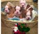 English Bulldog Puppies for sale in Marysville, WA, USA. price: NA