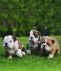 English Bulldog Puppies for sale in Hogansburg, Bombay, NY, USA. price: NA