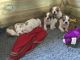 English Bulldog Puppies for sale in Salt Lake City, UT, USA. price: NA