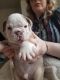 English Bulldog Puppies for sale in Belle Vernon, PA 15012, USA. price: NA