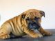 English Bulldog Puppies for sale in West Springfield, MA, USA. price: $500