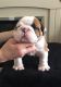 English Bulldog Puppies for sale in Pocatello, ID, USA. price: NA