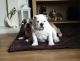 English Bulldog Puppies for sale in White Hall, AR 71602, USA. price: NA