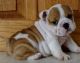 English Bulldog Puppies for sale in New Orleans, LA, USA. price: NA