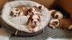 English Bulldog Puppies for sale in Marysville, WA, USA. price: NA