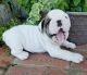 English Bulldog Puppies for sale in Reading, PA 19605, USA. price: $500