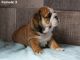 English Bulldog Puppies for sale in Crestwood, KY 40014, USA. price: NA